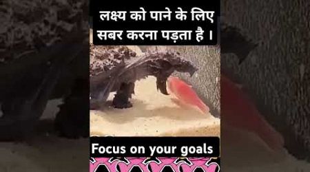 Focus on your goals...#viralreels #facts #aivoice #shortsvideo #popular #trending #motivation