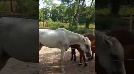 Phuket horses - Parlai pier.