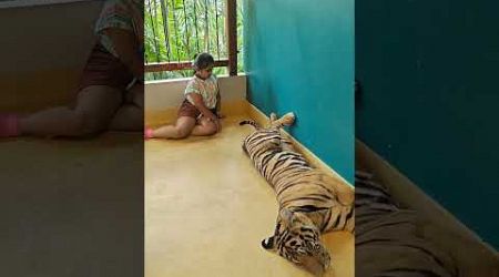 Jogiya ve jogiya#youtubeshorts#trending#viral#tigerpark#thailand