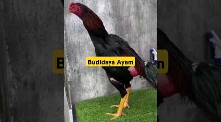 Ayam Bangkok Pakhoy #ayambangkokindinesia