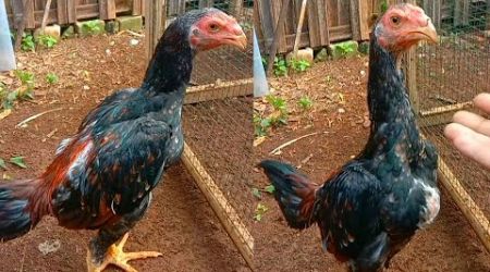 Cara Ternak Ayam Bangkok Di Lahan Sempit