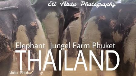 Elephant Jungle Sanctuary Phuket ♥♥♥ 2024 חוות הפילים בפוקט