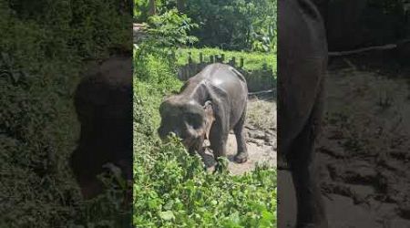 Aisan Elephant Mud bath phuket Thailand