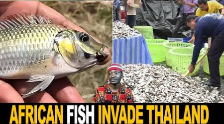 African Fish Invade Thailand With Vengeance Cause $200 Million Damages