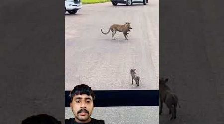 #animals #wildlife #youtube #lion #tiger #cute #shorts #comedy #indonesia #india #thailand #cr7 #cr7