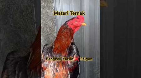 Ayam bangkok klasik dan indukan saigon #rooster #trending #ayambangkokklasik #aseelmurga #ayam