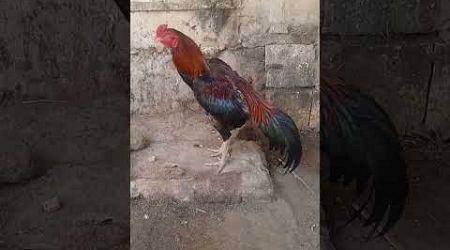 Ayam Bangkok Berkokok #shortvideo #ayambangkok