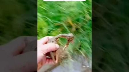 Man rescued baby goose in need and adopted him