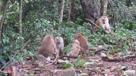 HEAPS OF MONKEYS PHUKET TOWN THAILAND