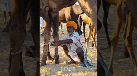 गांव की पहली पिढी #desert #travel #culture #camel #life #youtubeshorts