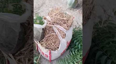 গোবর সার নিতে গিয়ে free gift পেলাম#shorts_video #gardening # mousumi samui