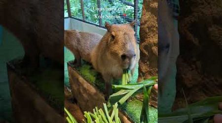 Capybara Cafe #kohsamui #capybara #cute #thailand #samui #travel #animals #hungry