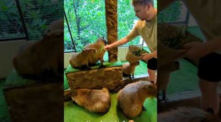 Hungry Capybara, whole family fed in Thailand! #thailand #samui #highland #travel #solo #scotland