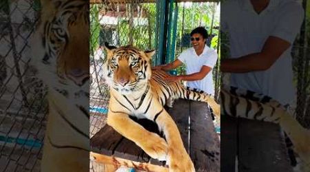 Thailand Phuket Tiger Park | #tigerpark #thailand #travel