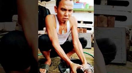 Lagi mandi pagi anakan ayam Bangkok shamo eropa asli saya supaya segar dan sehat kesehatanya bosku 