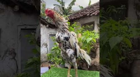 Ayam Bangkok Klasik Blorok Aditya Farm 99