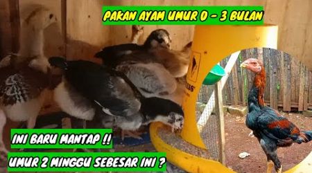 Pakan Untuk Ternak Ayam Bangkok Umur 0 - 3 Bulan