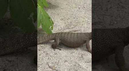 Monitor Lizard viewing at Bamboo Island Phuket Thailand