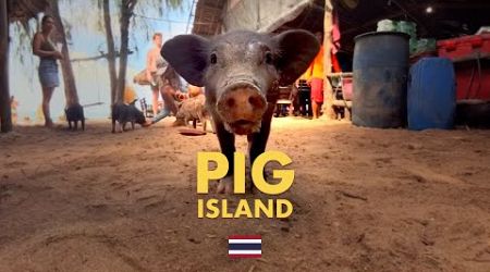 You MUST visit PIG ISLAND when in KOH SAMUI (THAILAND)