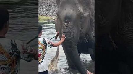 Washing elephants in the river #thailand #elephantsanctuary