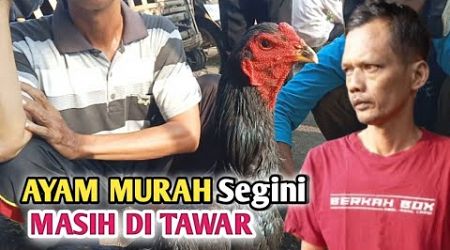 Nawar ayam bangkok bagus di pasar - kandang biru ABG