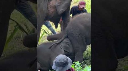 Baby elephant sits on baby elephant’s face #thailand #elephantvideo