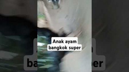 Anak ayam bangkok super ber kualitas