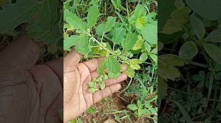 #shorts யானை நெருஞ்சில் அப்போ ஆயில் இது தான் #harbal #medicine #natruel #plants #agriculture