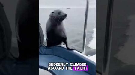 Pelican Passenger and a Surprise Sea Lion Visitor on a Yacht