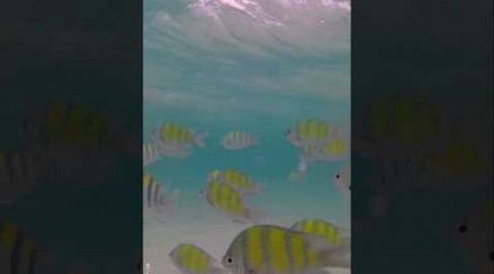 Snorkeling in Krabi Phuket #krabi #phuket #underwater #snorkeling #marinelife