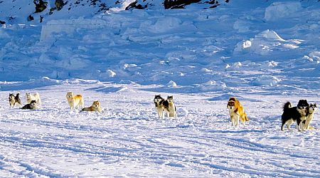 Canada apologises to Inuit communities for mass killing of sled dogs decades ago