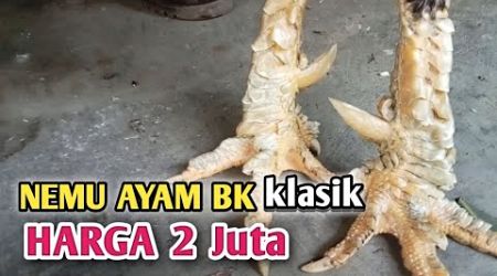 Nemu Ayam Bangkok BK klasik harga fantastik - kandang biru ABG