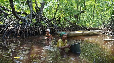 Development, pollution threaten Papuan women's mangrove forest in Indonesia