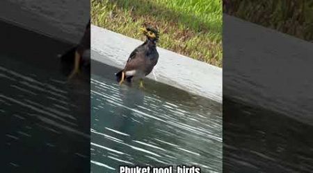 Phuket birds in pool