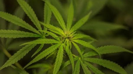 Queensland medical bodies urge cannabis restrictions following ‘psychosis’ uptick