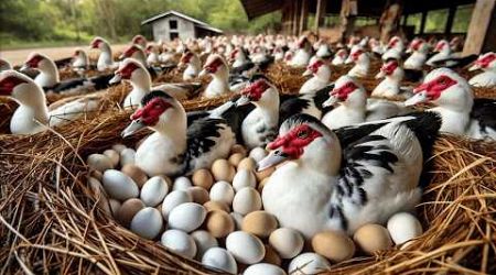 Harvesting Muscovy Duck Eggs - Raising Organic Muscovy Ducks For Business.