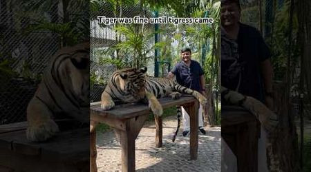 Tiger was fine until tigress came#shortvideo #shorts#tigerparkpattaya #thailand #pattaya