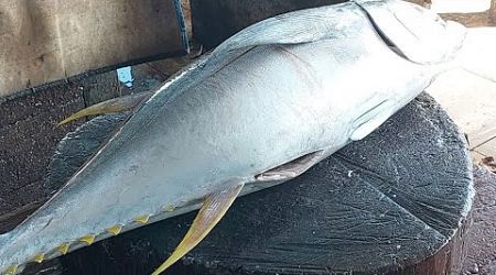 Amazing Big and fresh yellowfin tuna cutting for culinary business