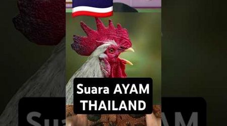 Negara Thailand Suara Ayam Kayak gini #negara #bendera #thailand