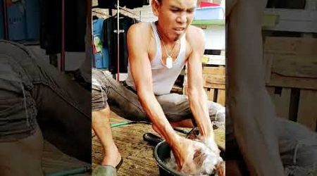 Lagi mandi pagi anakan ayam Bangkok shamo eropa asli saya supaya segar dan sehat kesehatanya bosku 