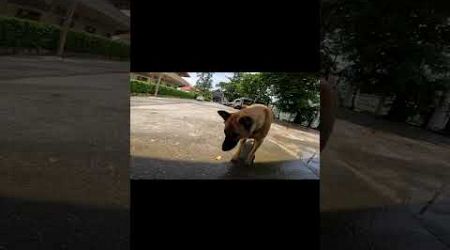 Temple Dogs in Phuket Thailand