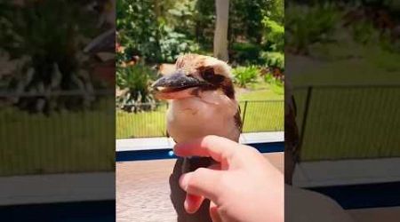 Man saved kookabura from water