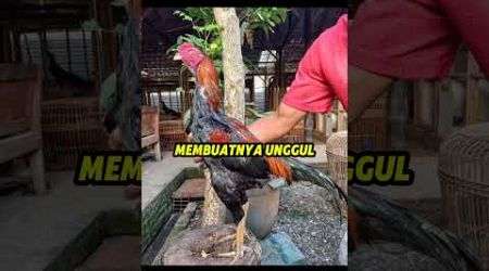 Asal usual ayam berjenis bangkok #ayam #ayambangkok #pamaiq #mangon #ayampakoy #ayampakhoy #bulbi