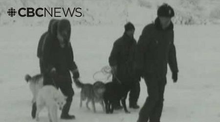 Canadian government apologizes to Inuit in Nunavik for mass killing of sled dogs