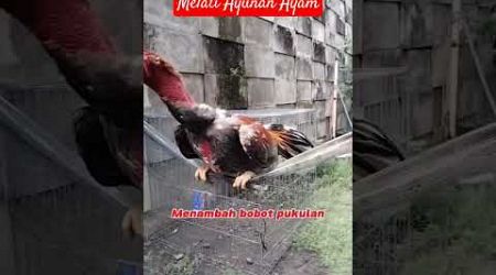 Ayunan Ayam Bangkok #hobiayam #ayambangkokindinesia #ayampama #hobyayam #ayampamangon