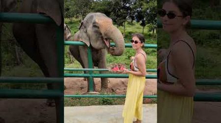 Feeding the baby elephants #samui #thailand #traveldestinations #travel #elephant #cuty