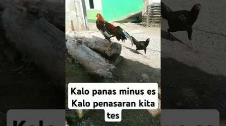 Ayam jago bangkok x birma #video #shorts #fyo #viral