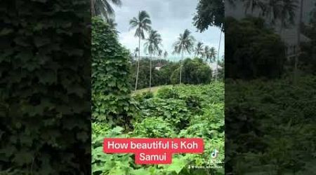 Lush greenery in Koh Samui