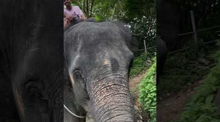 Elephant Safari | Phuket | Thailand