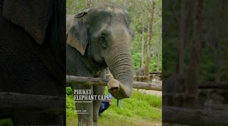 Phuket elephant care (Naithon Camp) #phuketelephantcare #elephant #phuketthailand #ช้างภูเก็ต